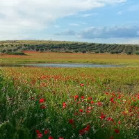 Máximo Florín