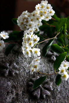 Frühlingsblumen