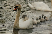 Schwanenfamilie