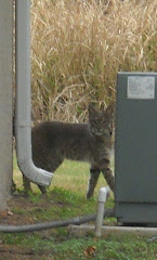 Wildlife In and Around My SE Florida Yard!