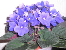 Violetas...as minhas predilectas