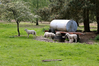 weidende Schafe