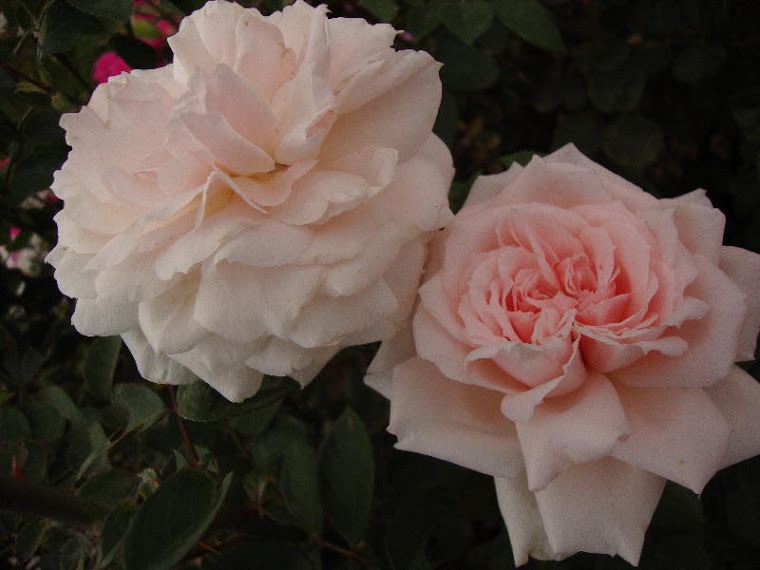 Prairie Star ~ Blushing in the Cool October Air