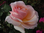 Lusciously Fragrant Lady Jane Grey