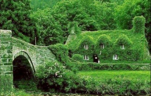 foliage in Wales