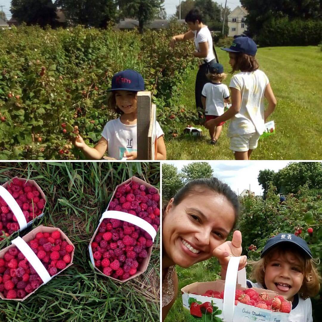 23 juillet 2016. Cueillette traditionnelle de framboises et fraises! (à Ferme Bédard et Blouin)