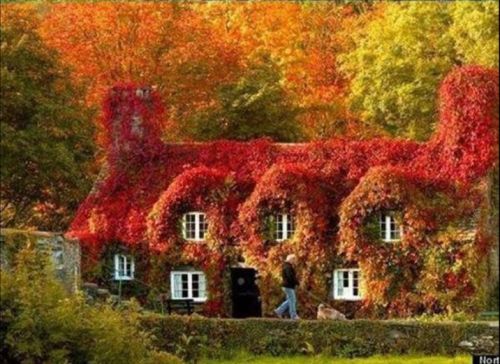 foliage in Wales