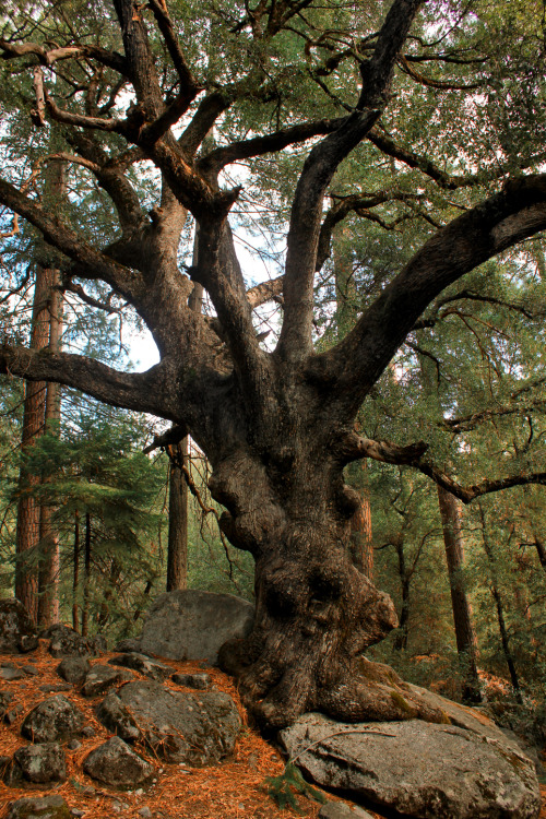 applecorekevin:
“ Gnarly old Oak by ‘Thriller’ in Yosemite Valley
Kevin Maddrey
”