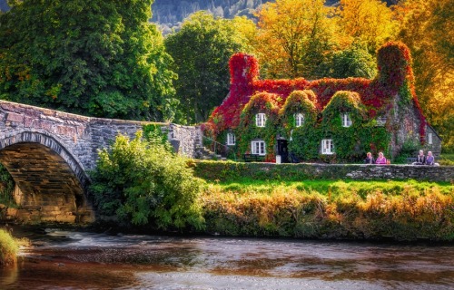 foliage in Wales