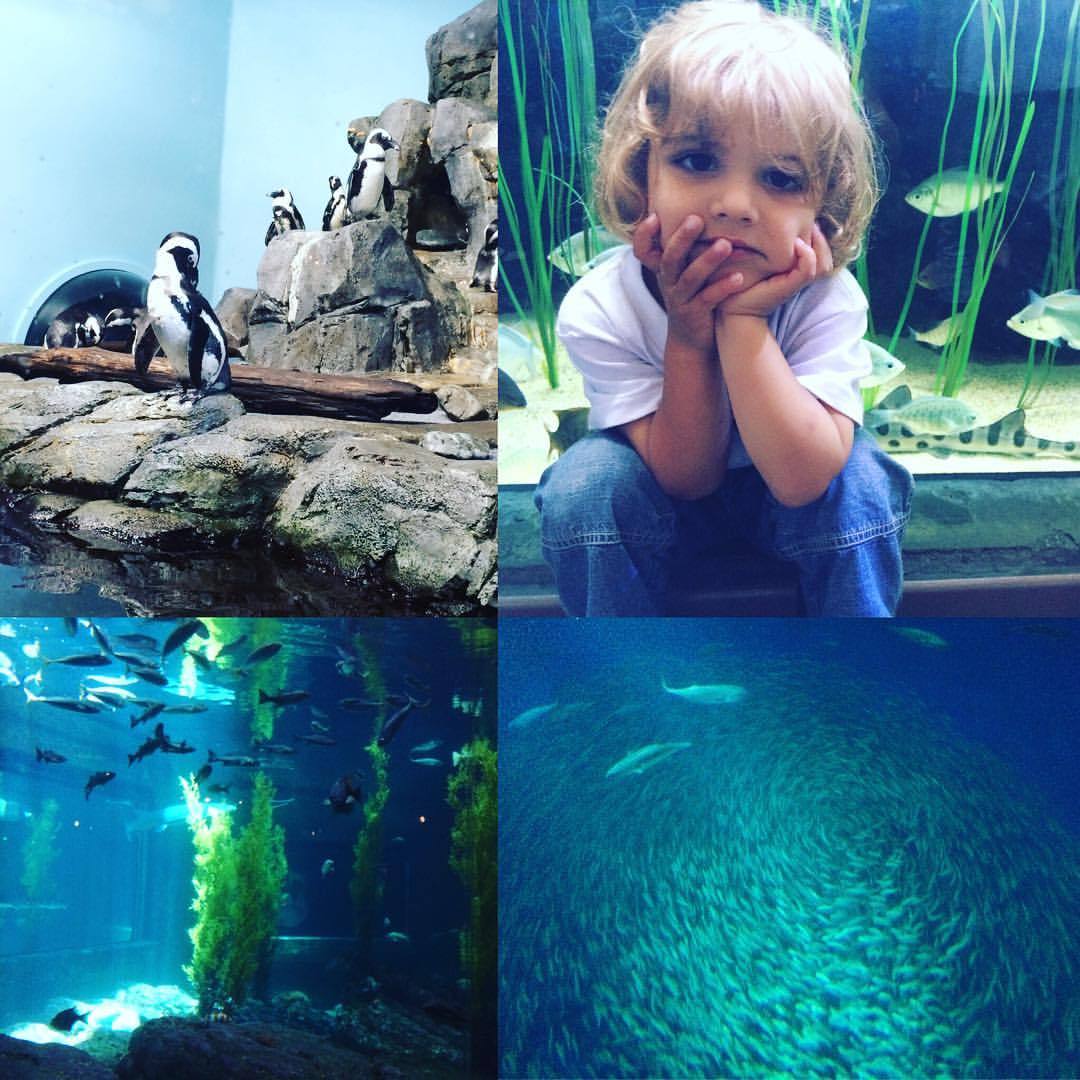 15 juillet 2016. Magnifique aquarium de Monterey! #roadtripbvd #road1 #montereybay (à Monterey Bay Aquarium)