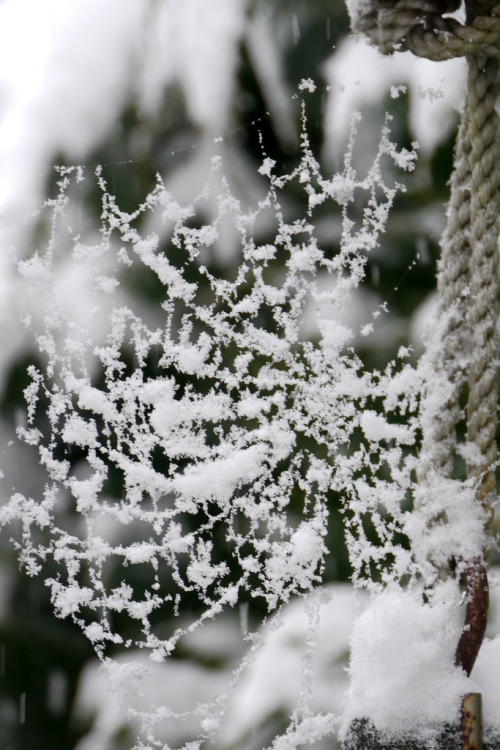 whilethesnowfalls:
“ followthewestwind:
“ Spiderweb & snow (by koalie)
”
marshmallow world.
”