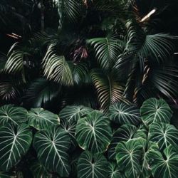 blkpudding:
“ Calm. #palmtrees #sunday #happyeaster #follage #plants #inspiration #green #hope #calm #palmsunday #spring
”