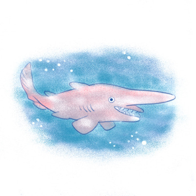 Magical beasts and where to find them (for real): Goblin shark (Mitsukurina owstoni) inhabit upper continental slopes, submarine canyons and seamounts throughout the world. Not a cutie but very nice dude.