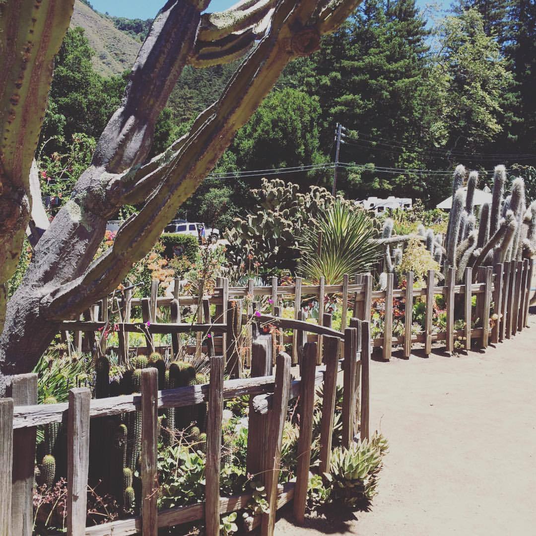 14 juillet. Belle découverte sur la route 1 pour manger près de Big sur. Boulangerie artisanale avec de succulents sandwichs et pâtisseries. Un peu cher mais l'arrêt vaut le coup. #roadtripbvd #bigsur #road1 #bigsurcoast (à Big Sur Bakery)