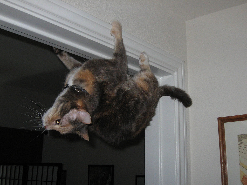 harkaway:
“online-cats:
“Death from above
”
THE PARASITE LIVES!!! :)
”