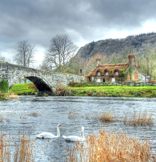 foliage in Wales