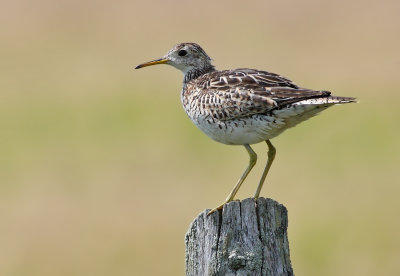 Upland Sandpiper