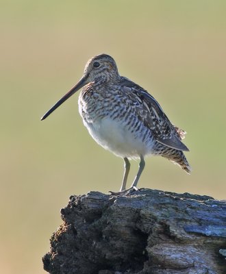 Wilson's Snipe