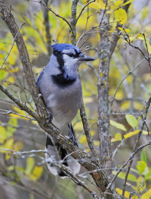 Blue Jay