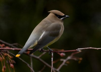 Cedar Waxwing