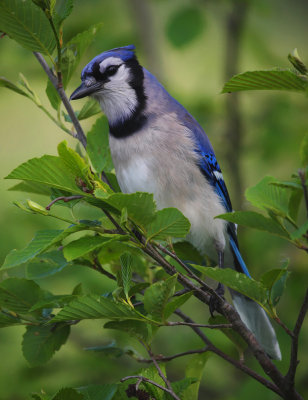 Blue Jay