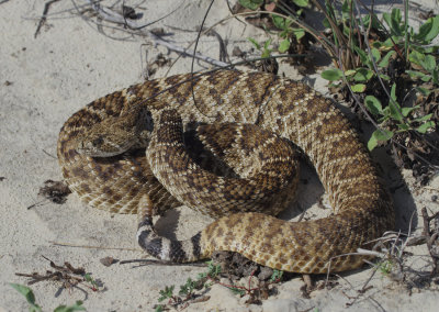 Rattlesnakes