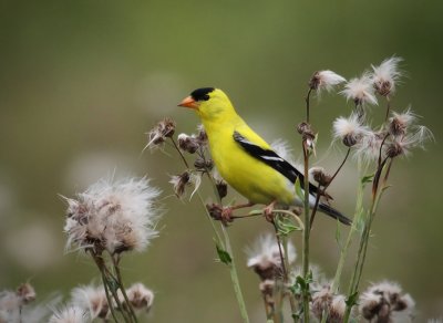 Goldfinch