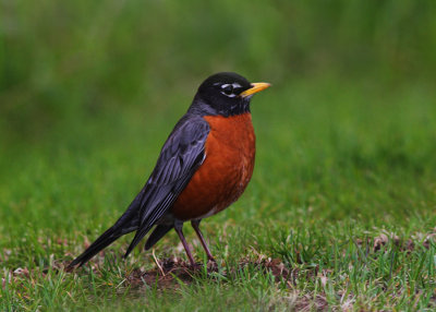 American Robin