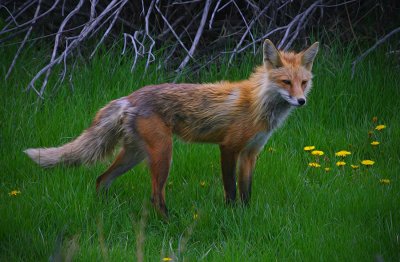 Red Fox and kits