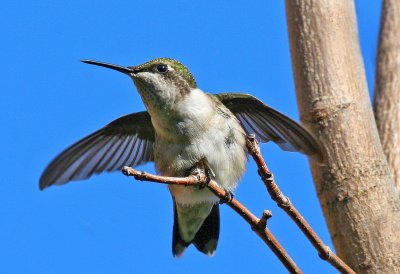 Birds of North America I