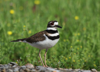 Killdeer