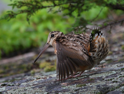 American Woodcock