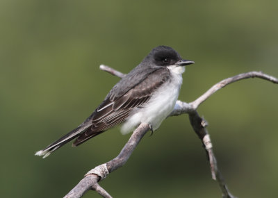 Eastern Kingbird