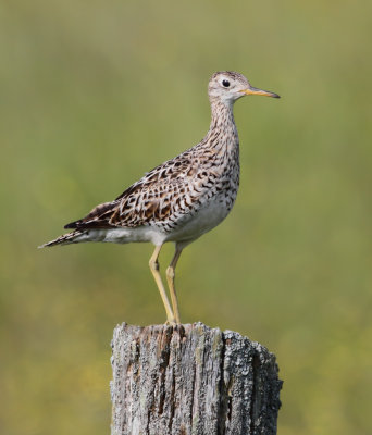 Upland Sandpiper