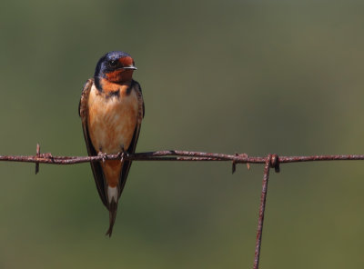 Barn Swallow