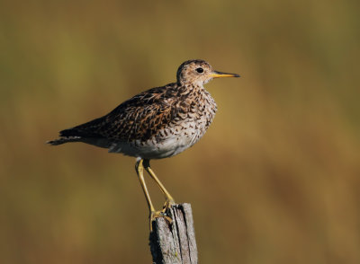 Upland Sandpiper