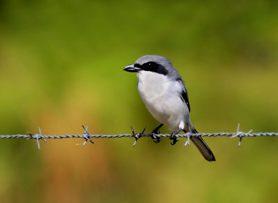 Loggerhead Shrike