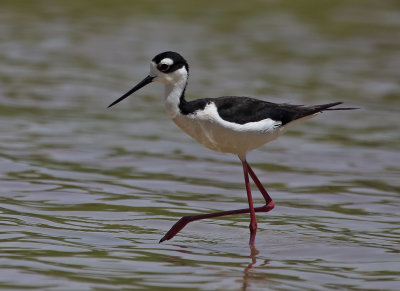 Black-necked Stilt