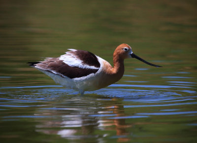 American Avocet