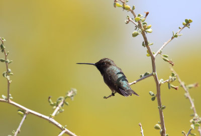 Hummingbird