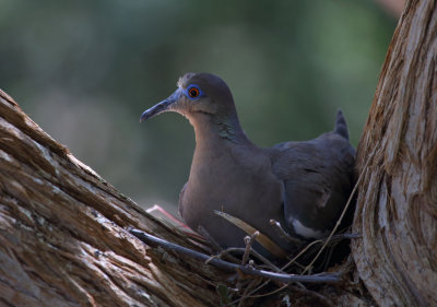 Mourning Dove