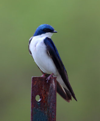 Tree Swallow