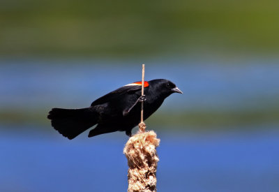 Red-winged Blackbird