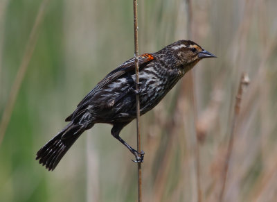 Red-winged Blackbird (female)