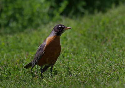 American Robin