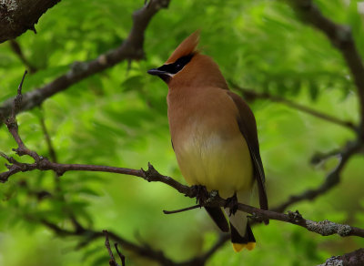 Cedar Waxwing