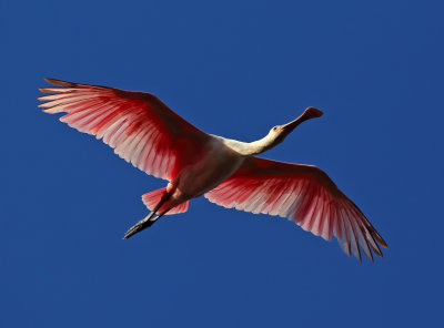 Florida Wetland and Coastal Birds