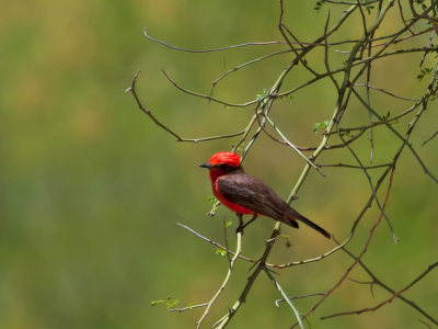 Vermillion Flycatcher