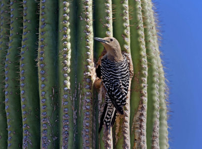 Gila Woodpecker