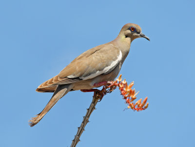 White-winged Dove